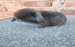 Mini Lop rabbits for sale: Baby mini lop bunnies - Image 6