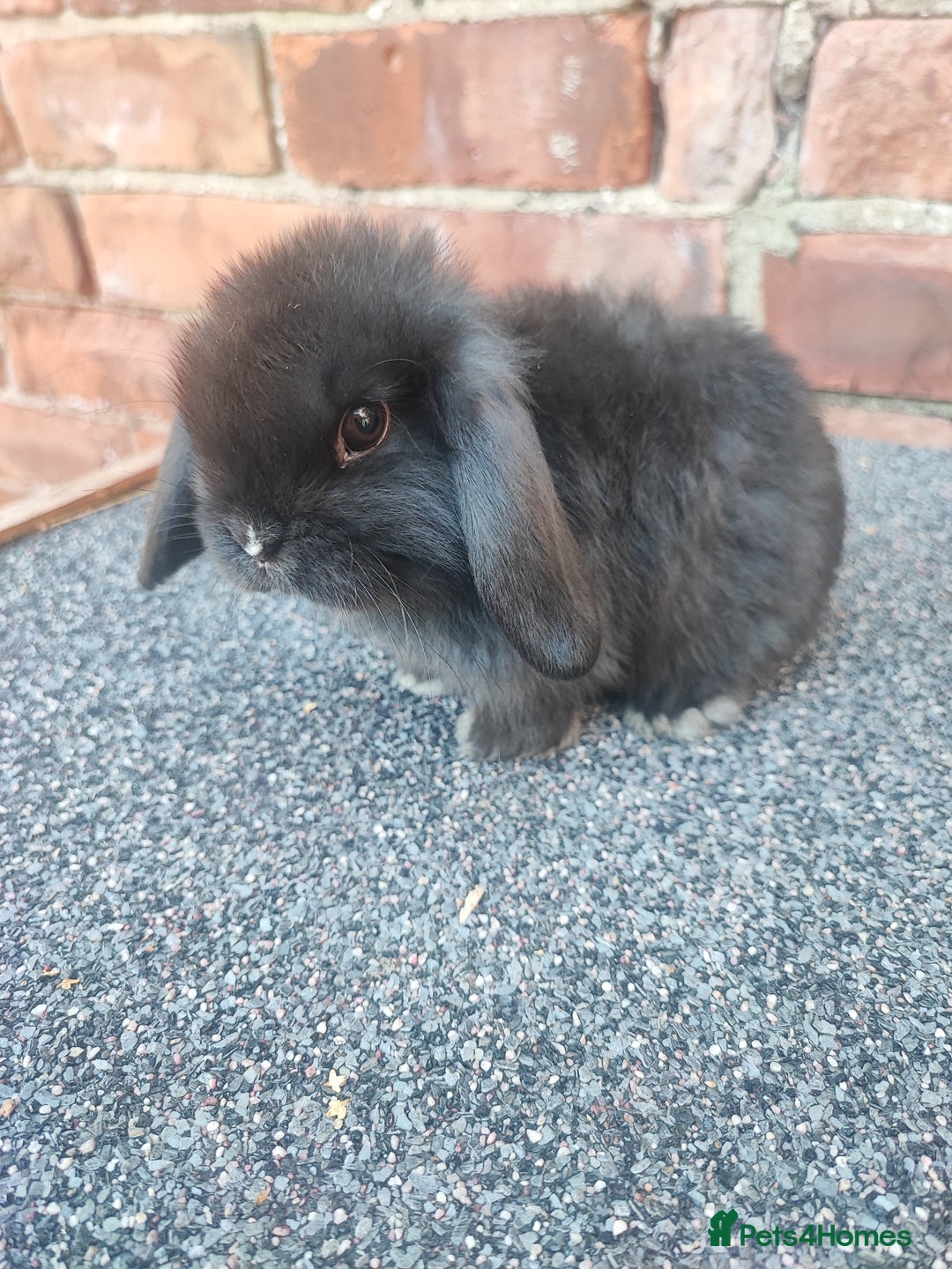 Mini Lop rabbits for sale: Baby mini lop bunnies - Image 6