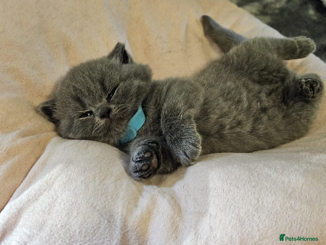 British Shorthair cats for sale: British Blues 🐻💙 - Image 8