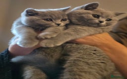 British Shorthair cats for sale: GORGEOUS British Shorthair Kittens - Image 3