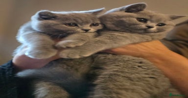 British Shorthair cats - Advert 6