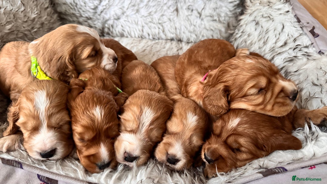 Cocker Spaniel dogs for sale: Healthy Cocker Spaniel puppies Working type  - Image 10