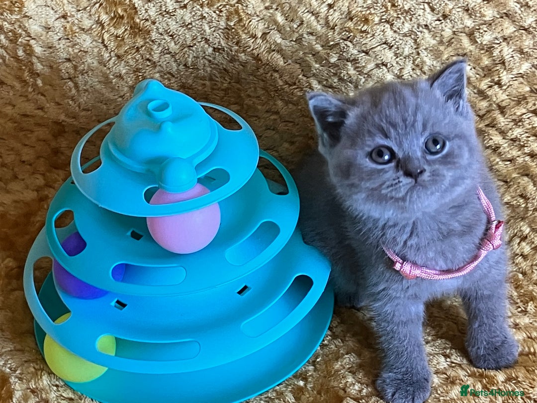 British Shorthair cats for sale: GCCF registered ChampionBloodline 5GENpedigree BSH - Image 11