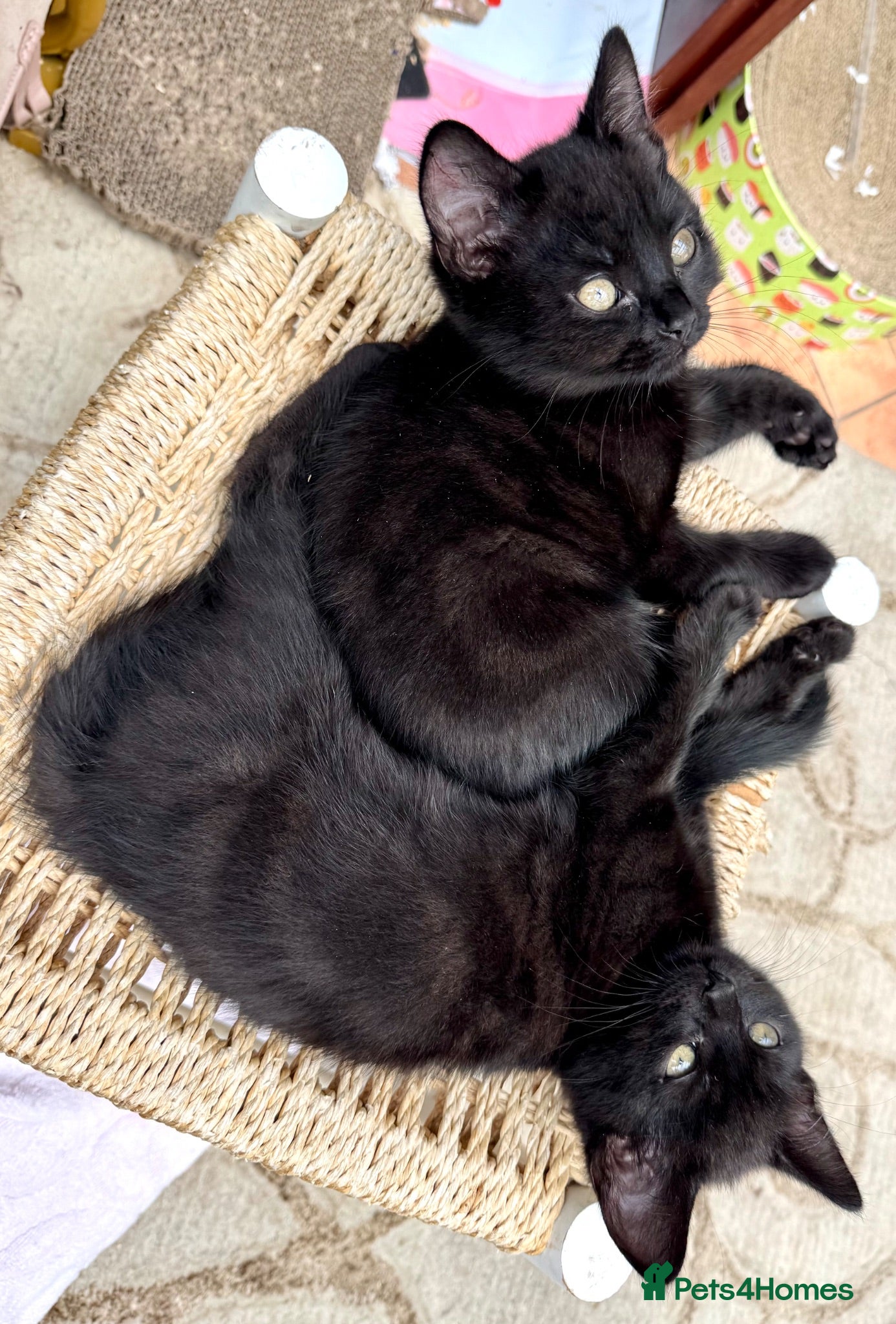 British Shorthair cats Beautiful Black British Shorthair cross kittens - Advert 18