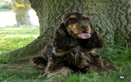Cocker Spaniel dogs for sale: KC Registered Show Cocker Spaniel Puppies  - Image 14
