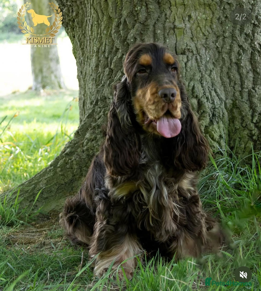 Cocker Spaniel dogs for sale: KC Registered Show Cocker Spaniel Puppies  - Image 14