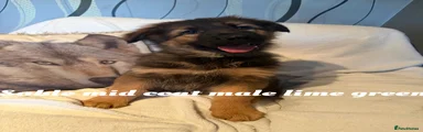 German Shepherd 2
