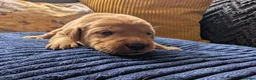 Labrador Retriever dogs for sale: Red fox Labrador puppies 4 male 3 female  - Advert 9