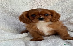 Cavalier King Charles Spaniel dogs for sale: 3 kc reg ruby boy puppies looking for homes - Image 5
