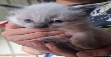 Ragdoll cats - Advert 2