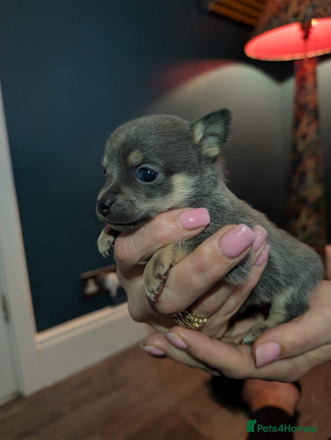 Chihuahua dogs for sale: GORGEOUS LONGHAIRED MERLE CHIHUAHUAS  - Advert 26