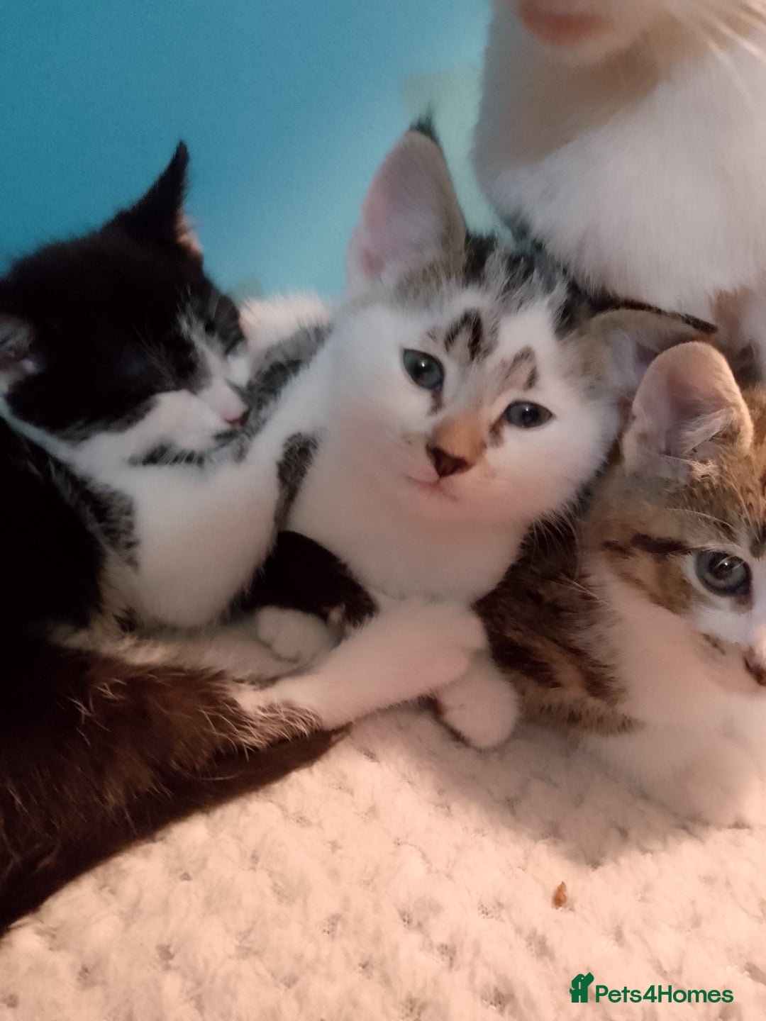 Mixed Breed cats for sale: Beautiful kittens  - Advert 4