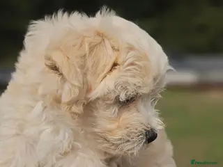 Mixed Breed dogs Bichon Frise - Advert 10