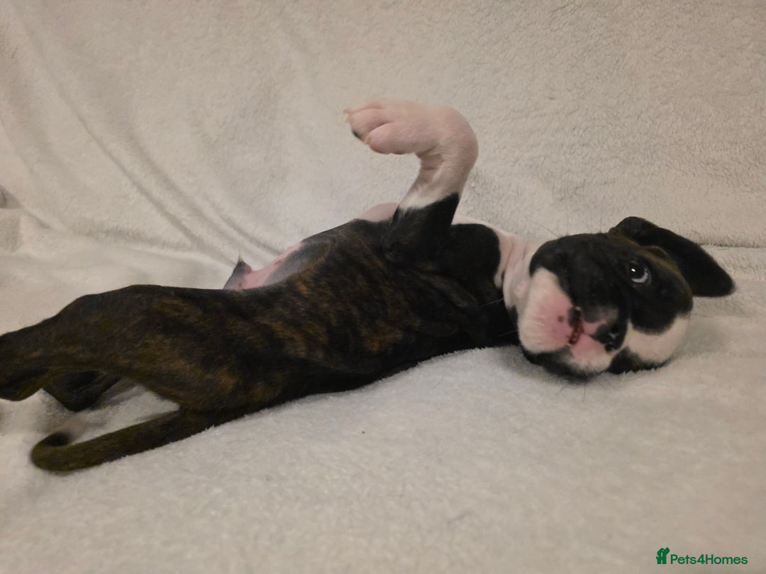 Boxer dogs for sale: Part European quality KC Reg Boxers - Advert 26