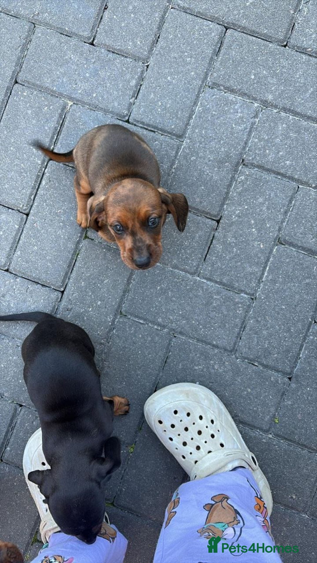 Miniature Dachshund dogs for sale: STUNNING MINIATURE DACHSHUNDS PUPPIES FOR SALE - Image 1