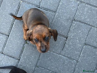 Miniature Dachshund dogs - Advert 2