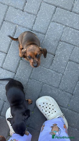 Miniature Dachshund dogs - Advert 4