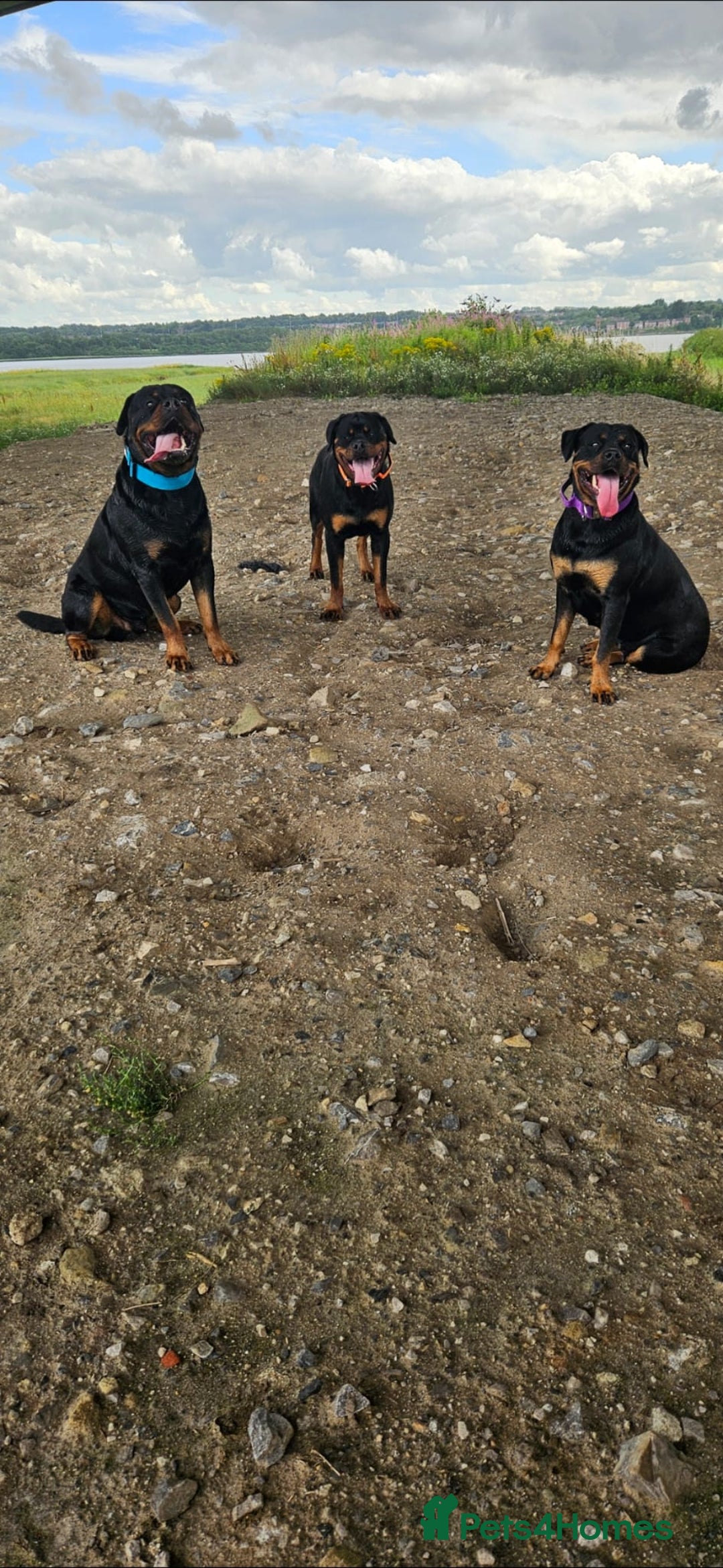 Rottweiler dogs for sale: QUALITY FEMALES AVALIBLE NOW (all sold)   - Advert 36