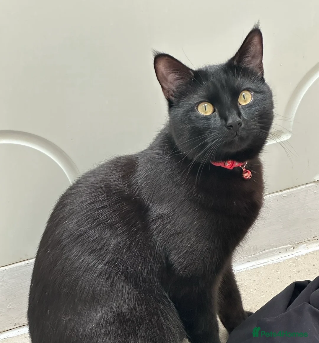 Mixed Breed cats for sale: Jasper (Male black cat)  - Advert 5