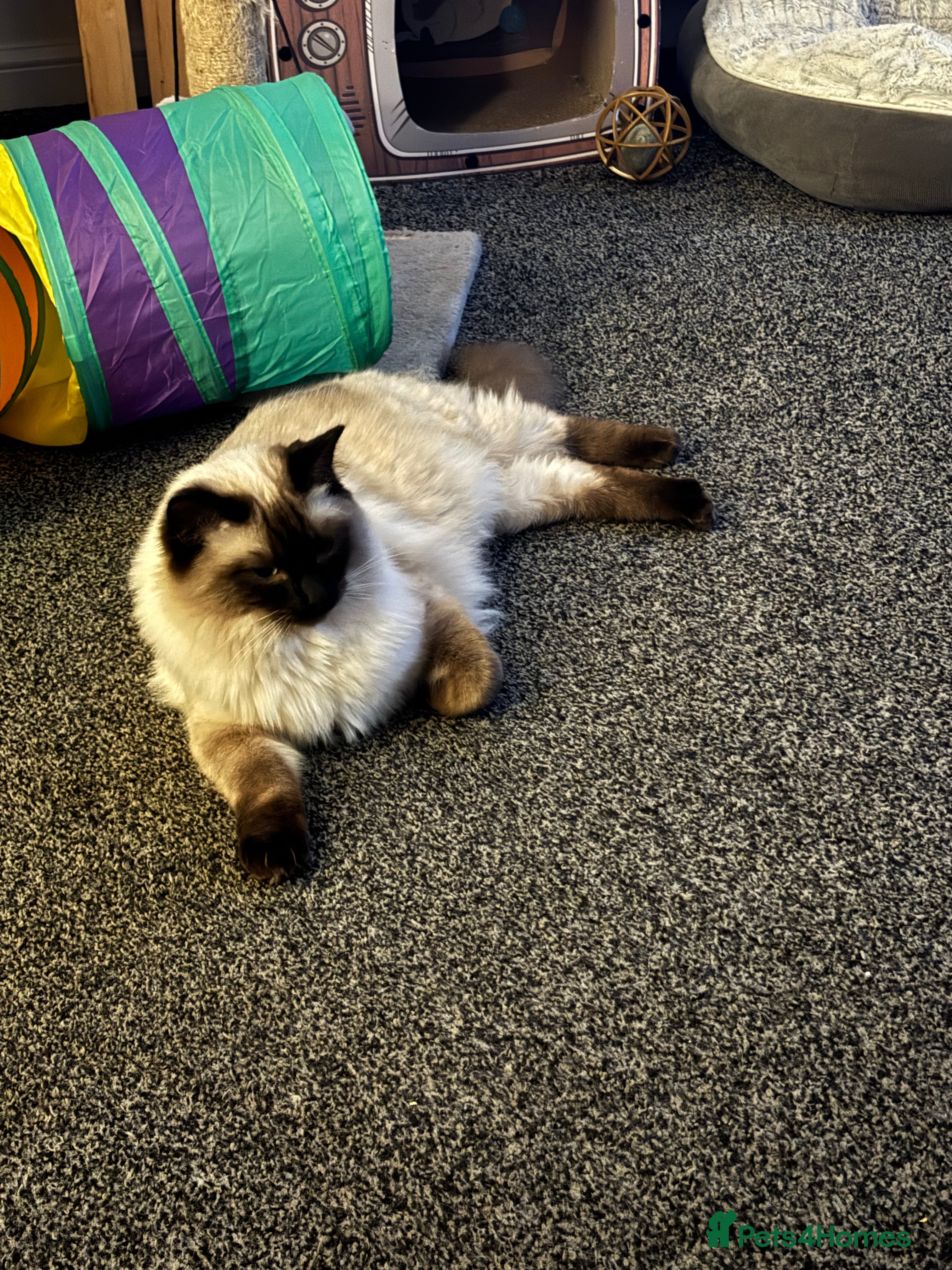 Ragdoll cats Cooper - Advert 7