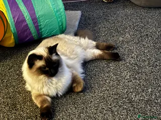 Ragdoll cats Cooper - Advert 7