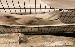 Ragdoll cats for sale: Pure ragdoll kittens  - Advert 4