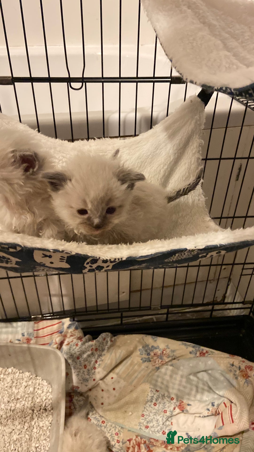 Ragdoll cats for sale: Pure ragdoll kittens  - Advert 4