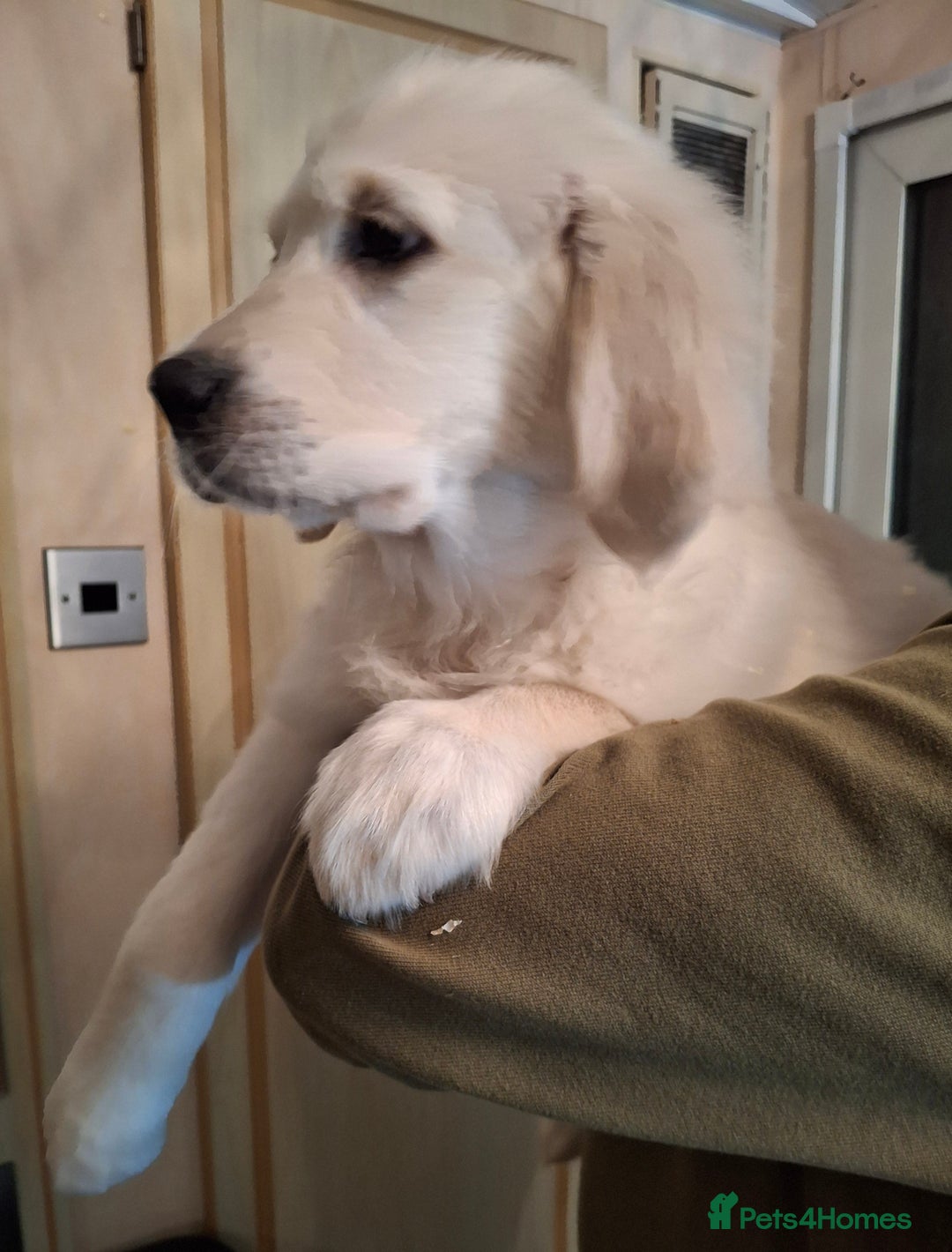 Golden Retriever dogs for sale: KC Registered Golden Retreiver Puppies  - Advert 7