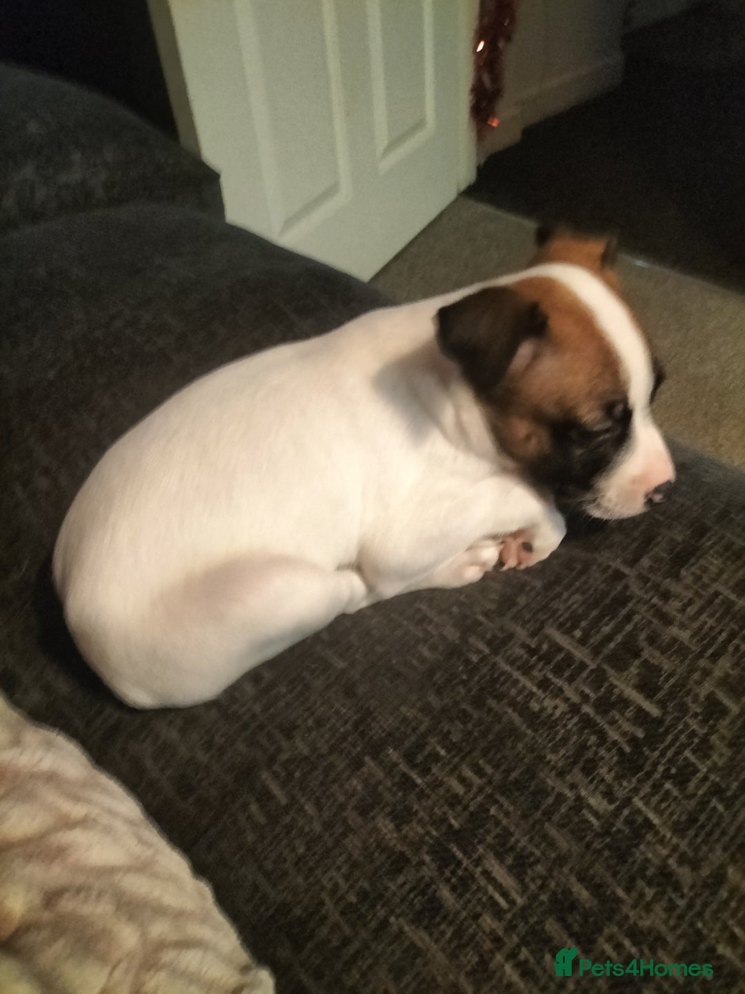 Mixed Breed dogs for sale: Cute litter of puppies  - Advert 15