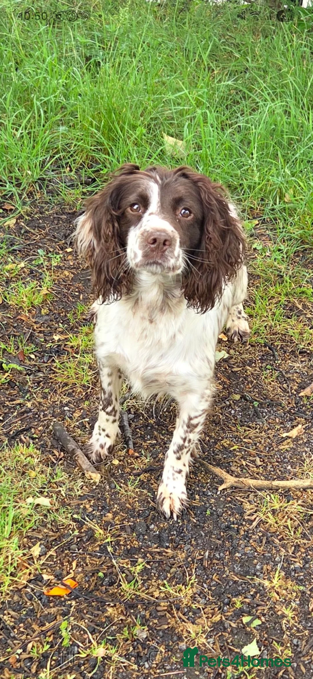 English Springer Spaniel dogs for sale: 2 male spaniel pups - Advert 2