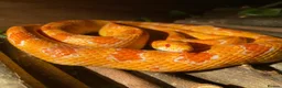 Corn Snake reptiles for sale: Terry the Cornsnake - Advert 1
