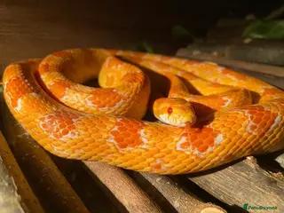 Corn Snake reptiles Terry the Cornsnake - Advert 1