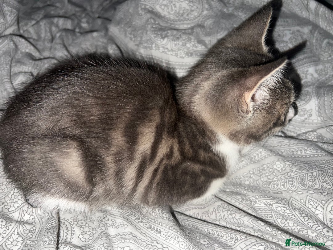 Domestic Shorthair cats for sale: Beautiful grey and white kittens  - Image 6
