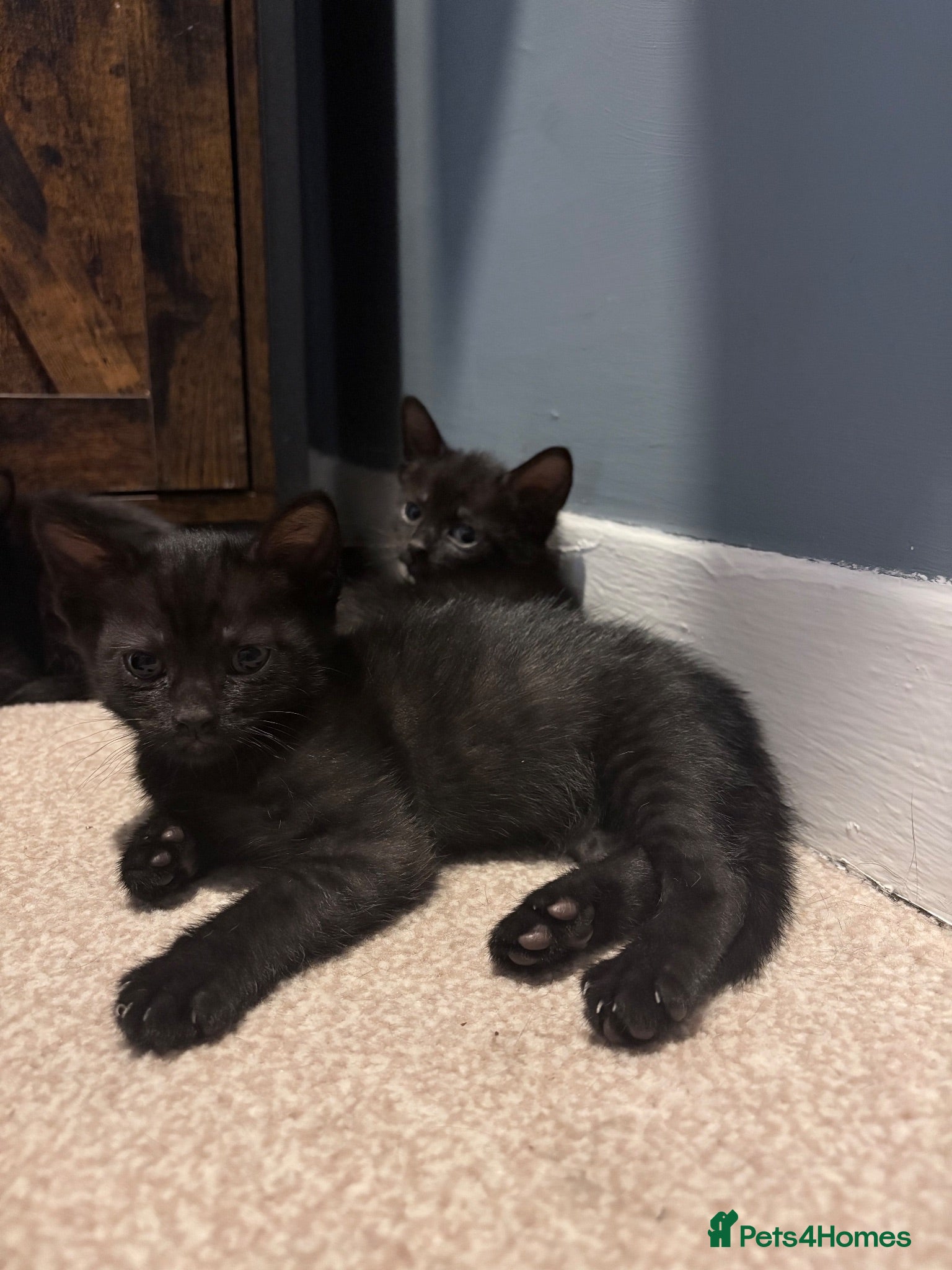 British Shorthair cats 2 Male Black Kittens - Advert 7