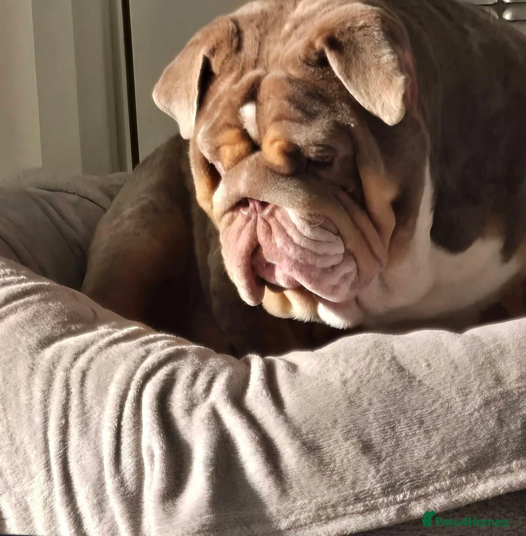 English Bulldog dogs for stud: Banksy  - Advert 2