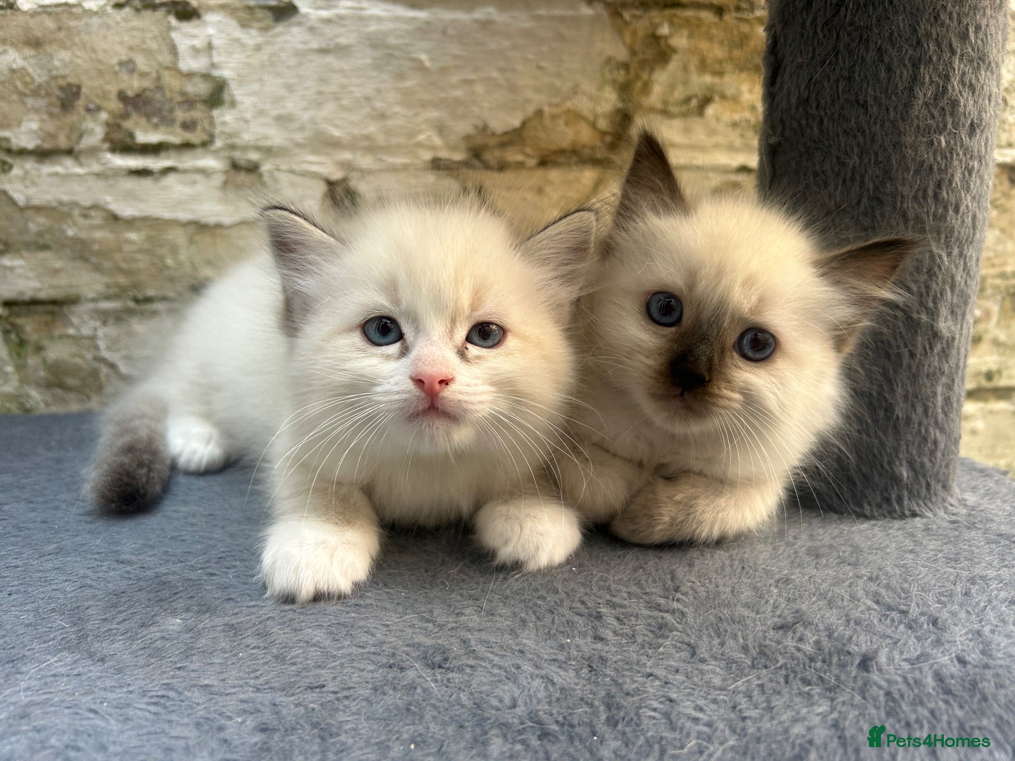 Ragdoll cats 🐾 Pure Ragdoll Kittens 🐾 - Advert 1