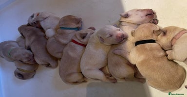Labrador Retriever dogs - Advert 2