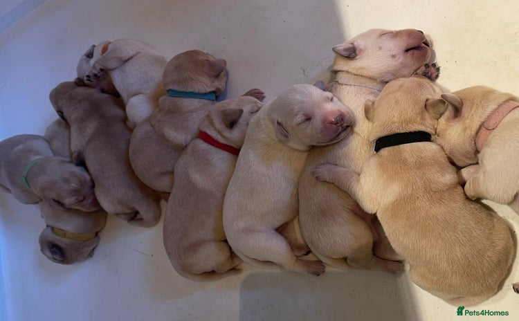 Labrador Retriever dogs - Advert 6