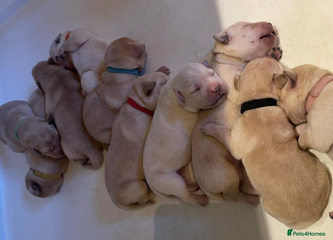 Labrador Retriever dogs for sale: Beautiful KC pure pedigree Labrador puppies - Image 1
