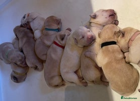 Labrador Retriever dogs - Advert 2