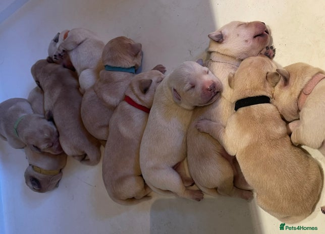 Labrador Retriever dogs - Advert 15