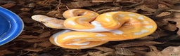 Python Snake reptiles for sale: Albino Lavender Pied ‘Dreamsicle’ Ball Pythons - Advert 6