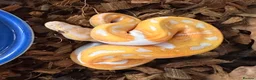 Python Snake reptiles for sale: Albino Lavender Pied ‘Dreamsicle’ Ball Pythons - Advert 6