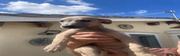 Whippet dogs for sale: Whippet puppies - Advert 4