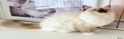 Ragdoll cats for sale: GCCF ACTIVE (FOR BREEDING) SEAL POINT MITTED GIRL - Advert 3