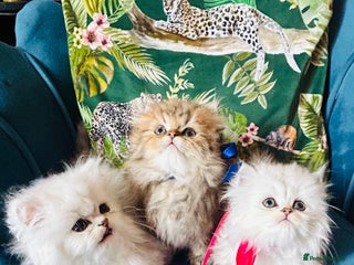 Persian cats - Advert 6