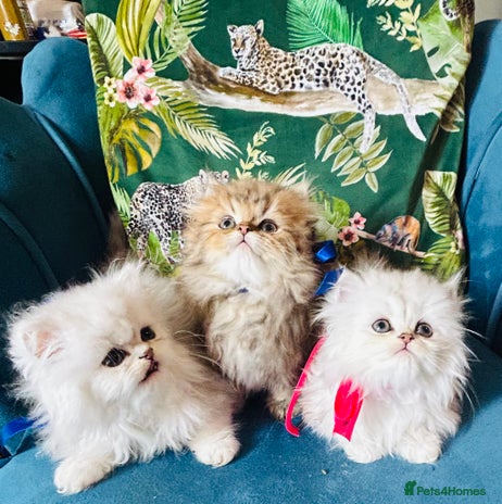 Persian cats - Advert 5