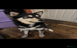 Alaskan Malamute dogs for sale: Alaskan malamute for sale - Image 1