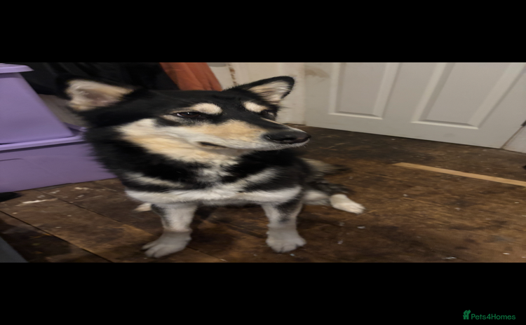 Alaskan Malamute dogs - Advert 1