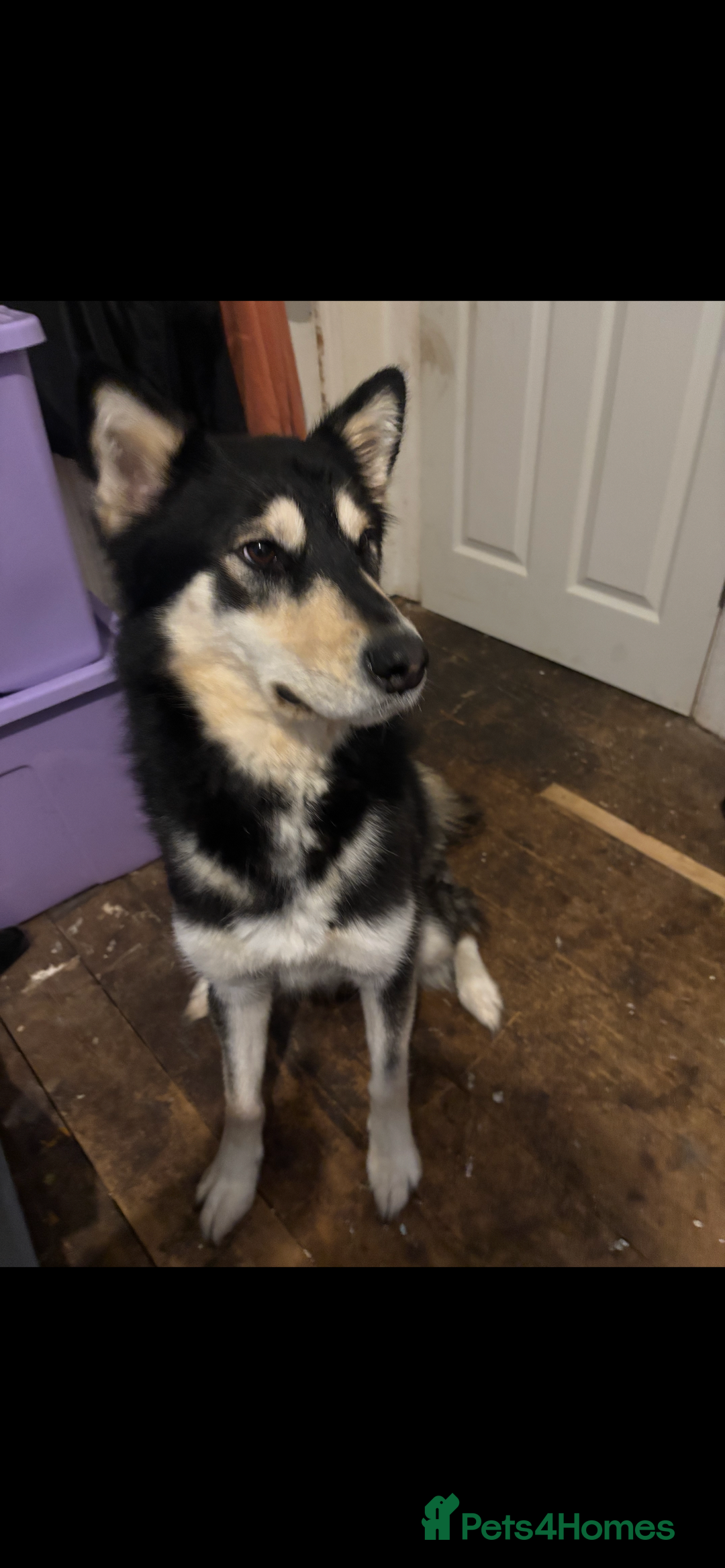 Alaskan Malamute dogs for sale: Alaskan malamute for sale - Image 1